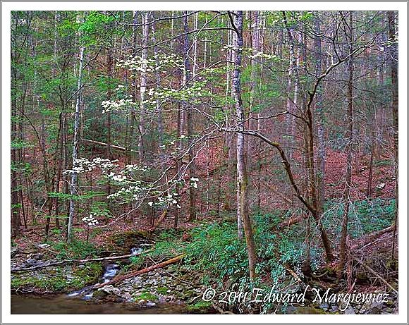 450755 Dogwoods along the Middle Prong of the Little River